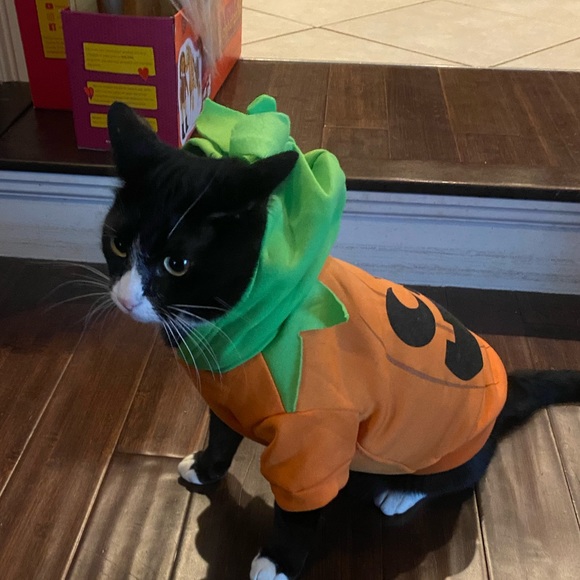Pumpkin Halloween hooded pet costume - Medium - cat or small dog 🎃 - Picture 2 of 9